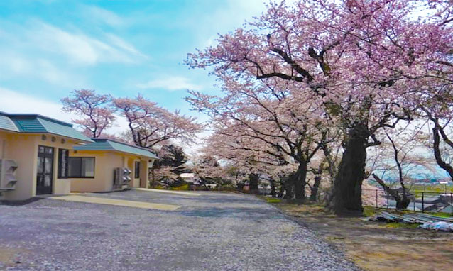 桜に囲まれたショートステイあずま